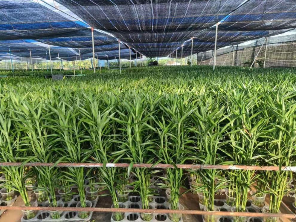 【精品绿植】带根富贵竹水培植物大叶竹净化空气室内竹盆栽绿植办公室