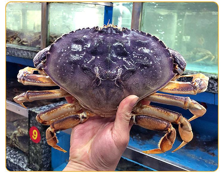 九河灌海旗舰店鲜活珍宝蟹超特大螃蟹海鲜水产蟹活体1斤1只共2斤鲜活