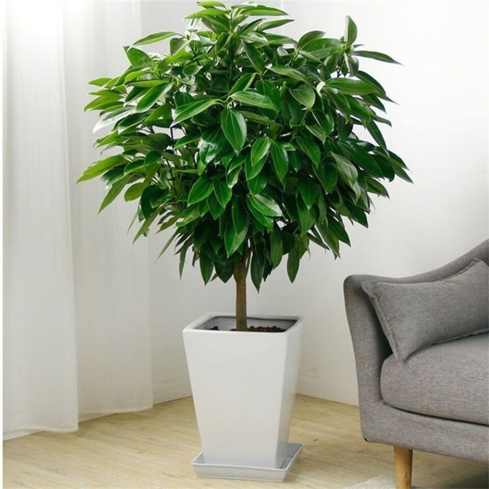 精选现发四季长青平安树幸福树室内养殖绿植四季好养殖盆栽花卉绿植好