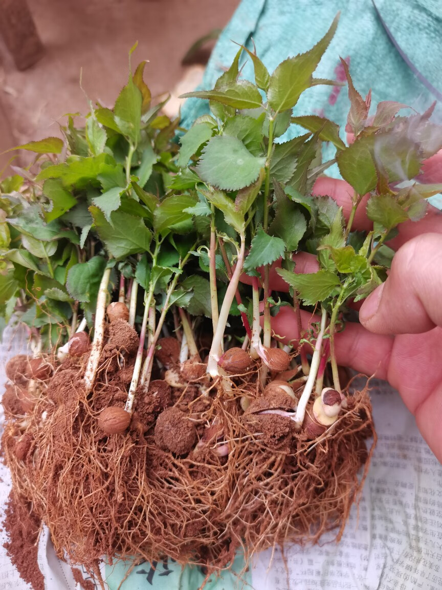 酸梅苗青梅小苗青梅芽苗酸梅直生苗一年苗籽播小苗酸梅砧木地径0810