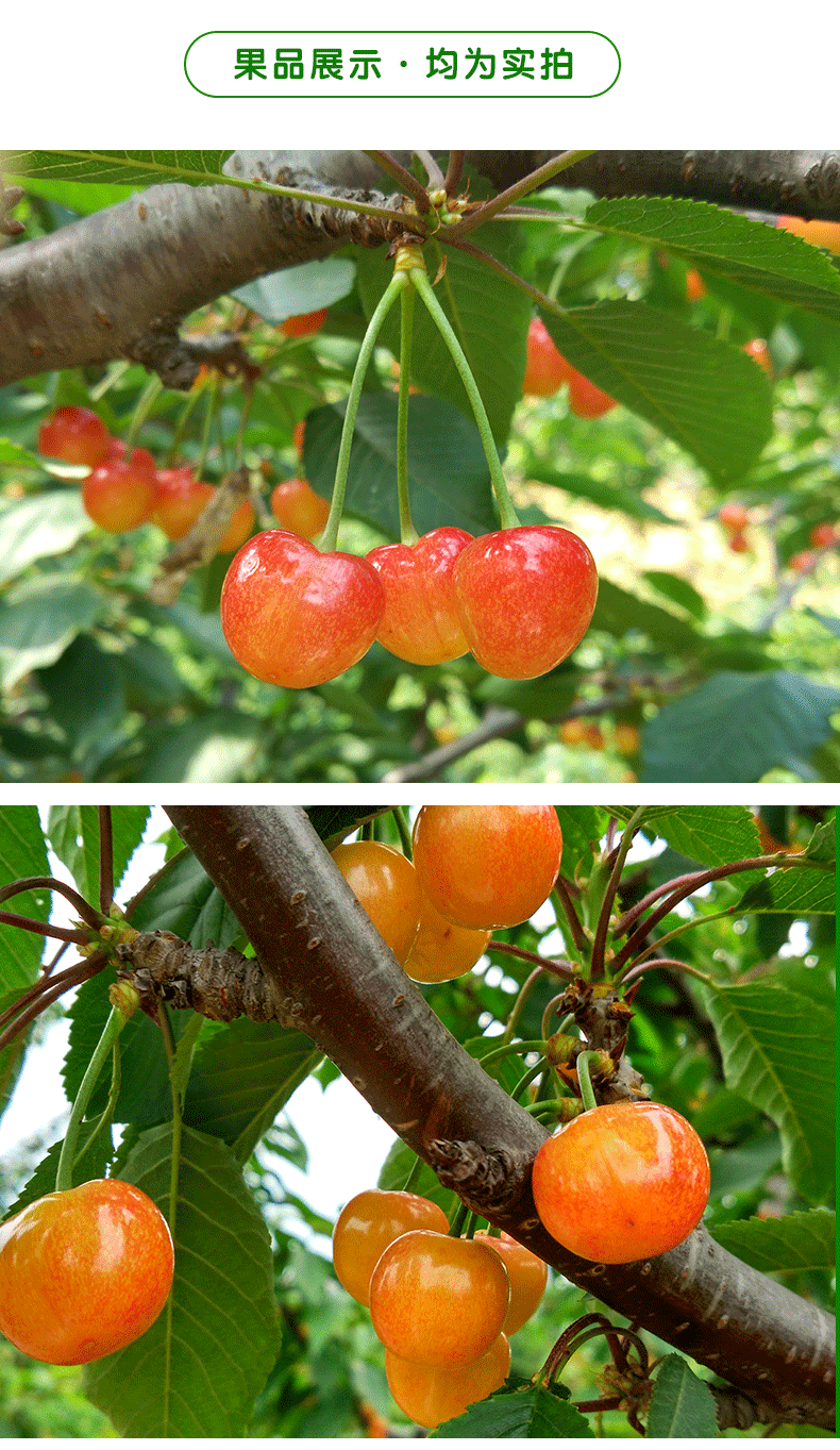 黄樱桃新鲜黄蜜水晶樱桃小水果当季大山东烟台3斤车厘子整箱5斤小果