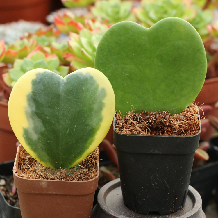 心形多肉植物心叶球兰锦一片心心型叶片带盆栽好 心叶球兰5-6厘米
