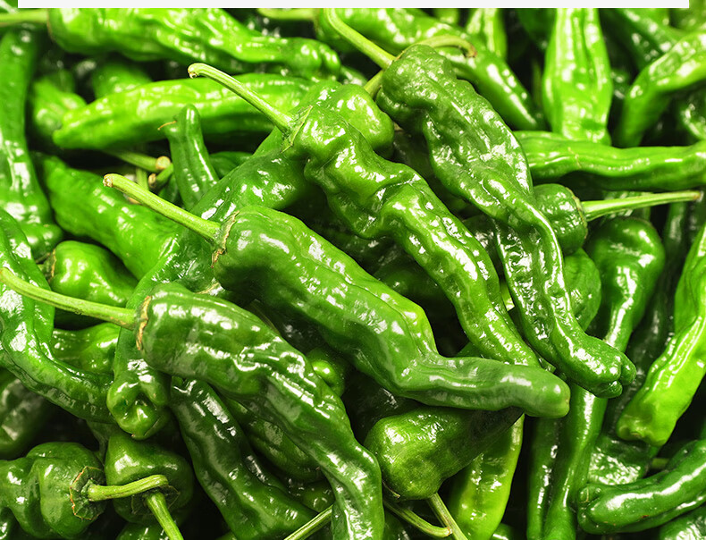 薄皮螺丝椒小皱皮土辣椒超辣特辣新鲜蔬菜现摘本地尖椒安徽青辣椒1500