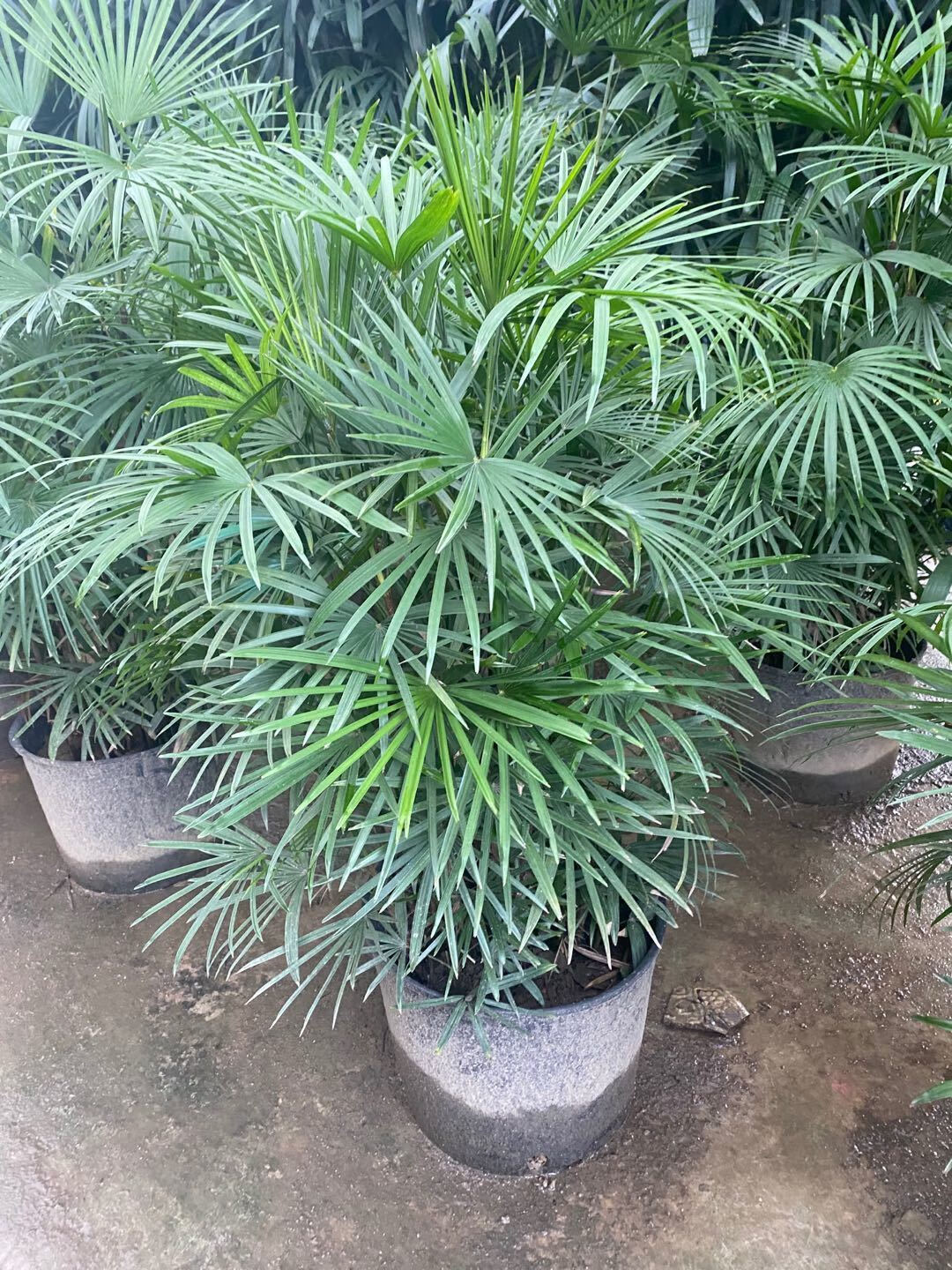 【送货上门】金山棕盆栽棕竹盆景细叶大型办公室家居庭院净化空气四季