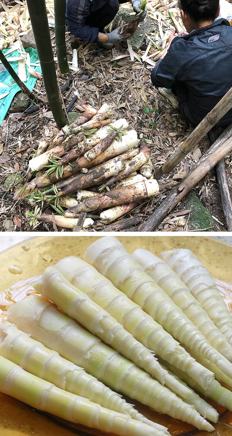苦笋新鲜客家特产梅州江西赣南农家清水小竹笋现挖川5斤装 2.