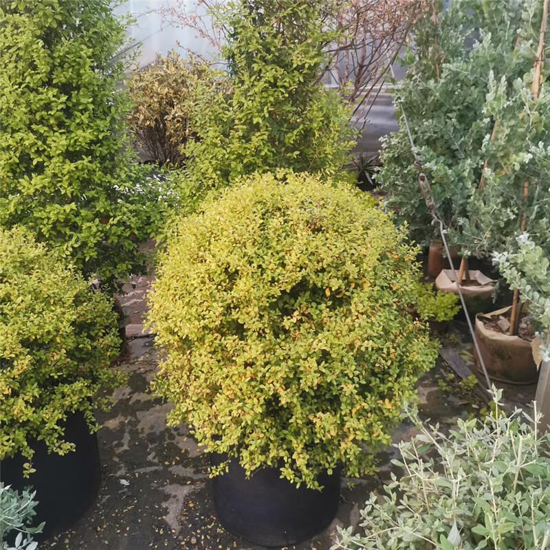 亮晶女贞棒棒糖造型金冠女贞塔型球形树苗耐寒耐冻植物亮金女贞落地球