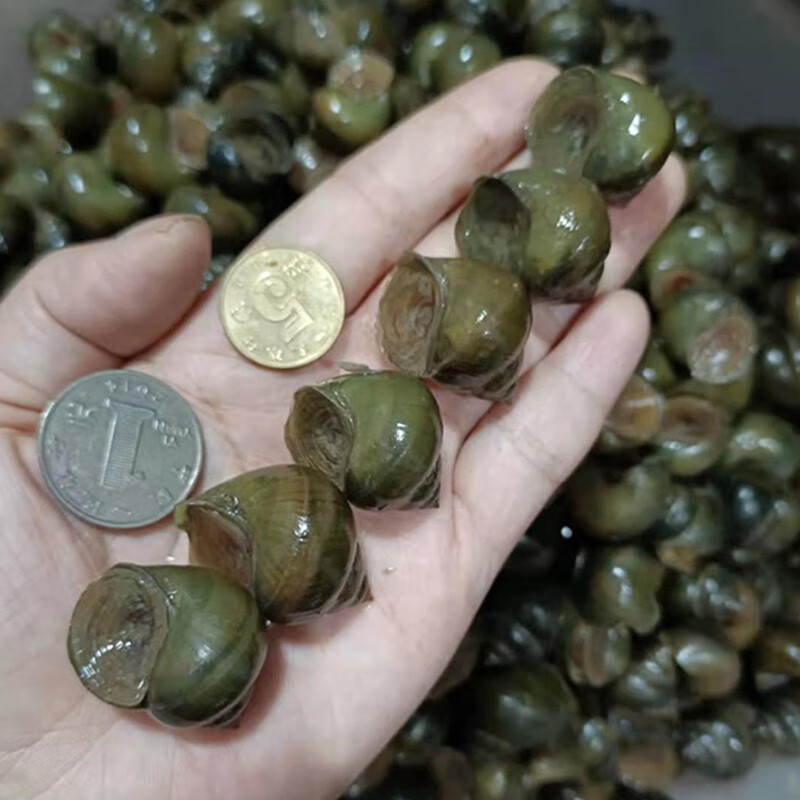 玫栀顺丰空运黑鲩螺蛳青挂钩薄壳小号田螺钓鱼脆螺青鱼鱼饵螺专攻大