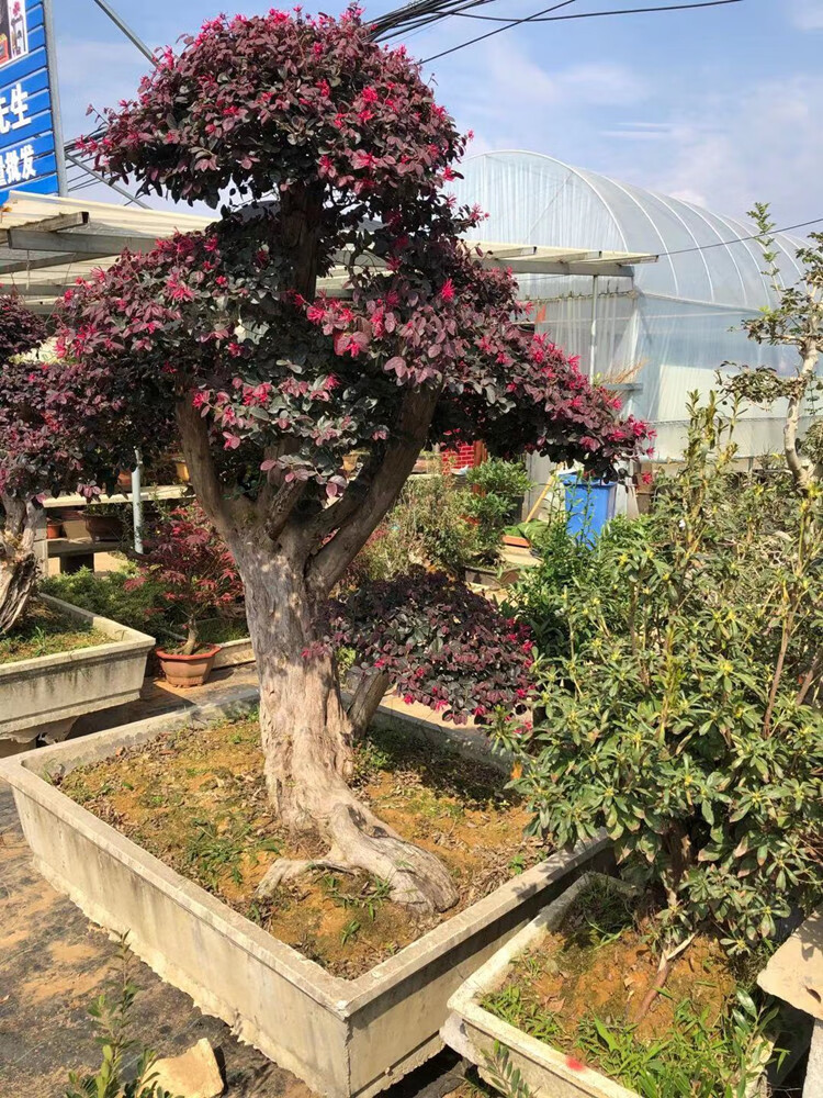 红花檵木造型树别墅庭院地景红花继木老桩盆景原盆原土四季常青 2.