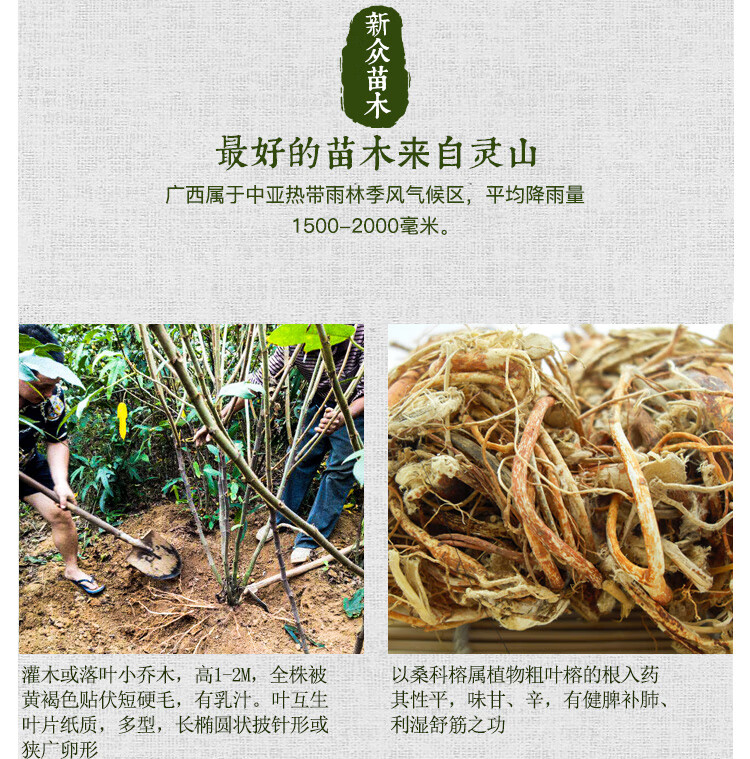 谏仰广西五指毛桃种子 南方北方四季可种植中药材果树五指毛桃种子