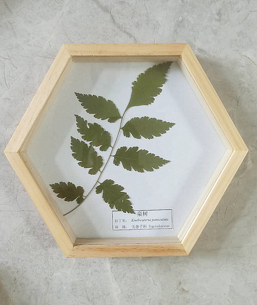 小米mi生态米家同款植物中草药腊叶标本精装实木框装饰展览教学纯
