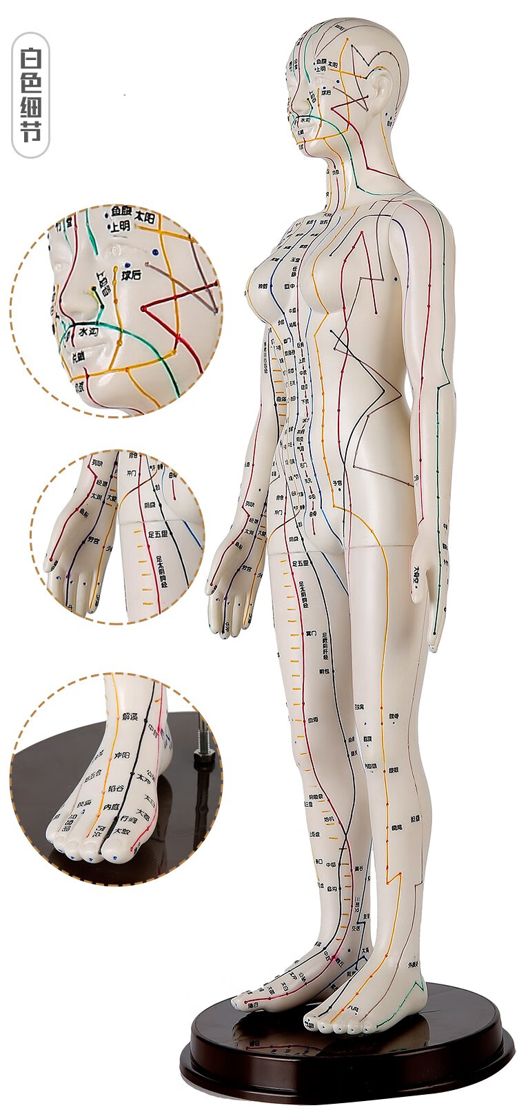 穴位模型人体针灸模型经络穴位中医全身十二铜人模特图小人扎针练习小