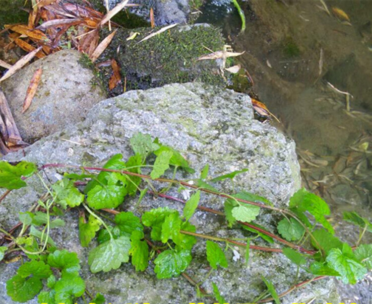伊梵麦 连钱草500克 新鲜 金钱草透骨消马蹄草铜钱草崩大碗遍地香