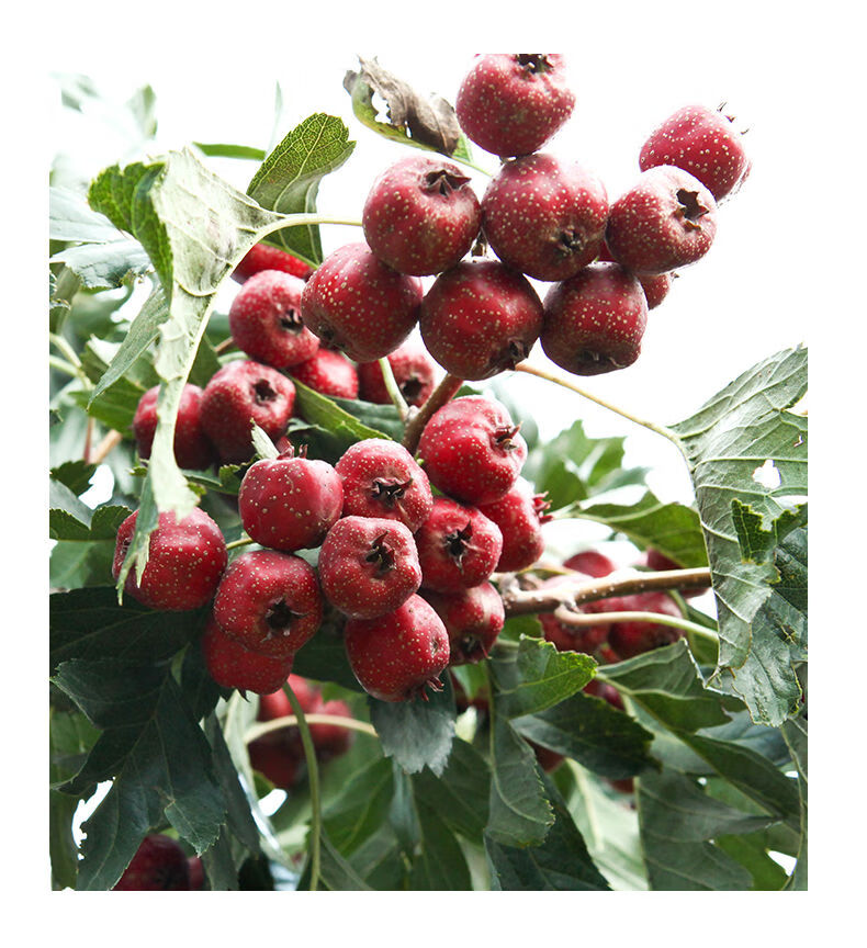 媚调山楂一斤装小金星鲜山楂果山里红酸甜秋金星甜山楂 100-200粒2f斤