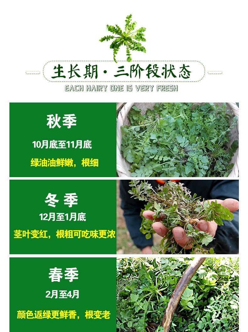 520礼物送女友秦岭荠菜现挖新鲜地菜蔬菜2/5斤荠荠菜野菜饺月子馅芥菜