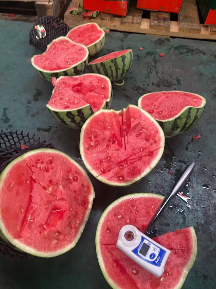 翡翠蒂西瓜2只装超甜汁水分足新鲜采摘口感甜蜜约15斤左右整箱年货