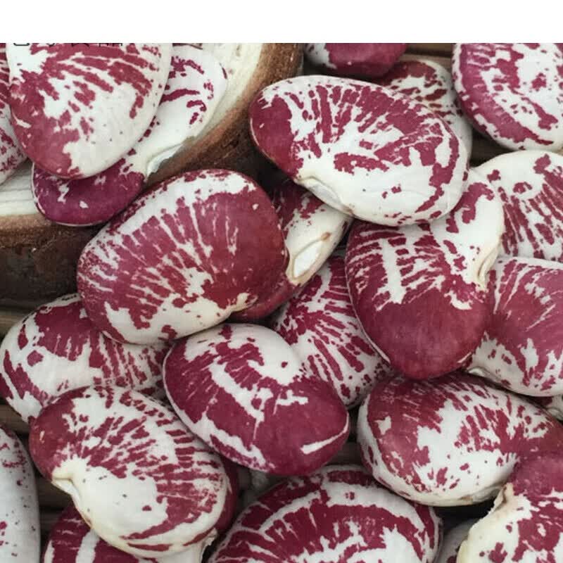 荷包豆大肾豆种子新鲜晒干花芸豆农家斑马豆五谷杂粮500克散装定制