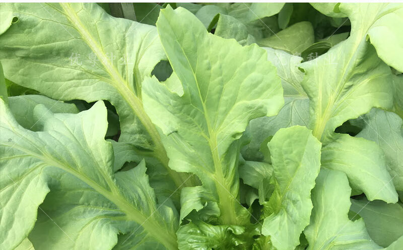 高州唛菜种子大圆叶恩平甜麦菜八甲唛种籽多枝花芽苦麻菜蔬菜种孑阳春