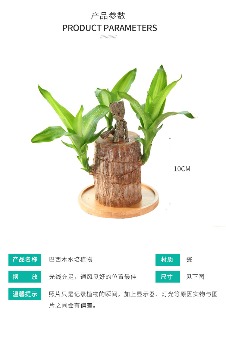 巴西木水养室内小盆栽格鲁特办公桌面带芽树桩水培绿植哪吒摆件b款含