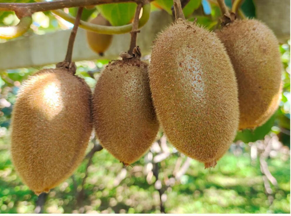 【现摘现发】正宗陕西周至翠香猕猴桃纯甜绿心奇异果新鲜水果10斤装