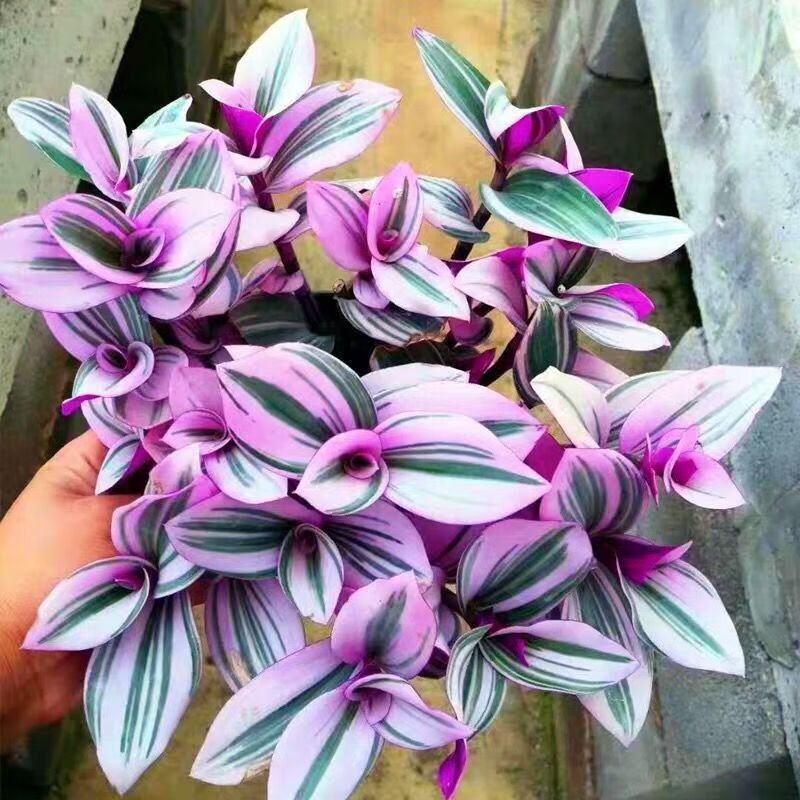 布兰格迪油画吊兰油画婚礼新品吊兰多肉植物花卉盆栽好养活彩色净化