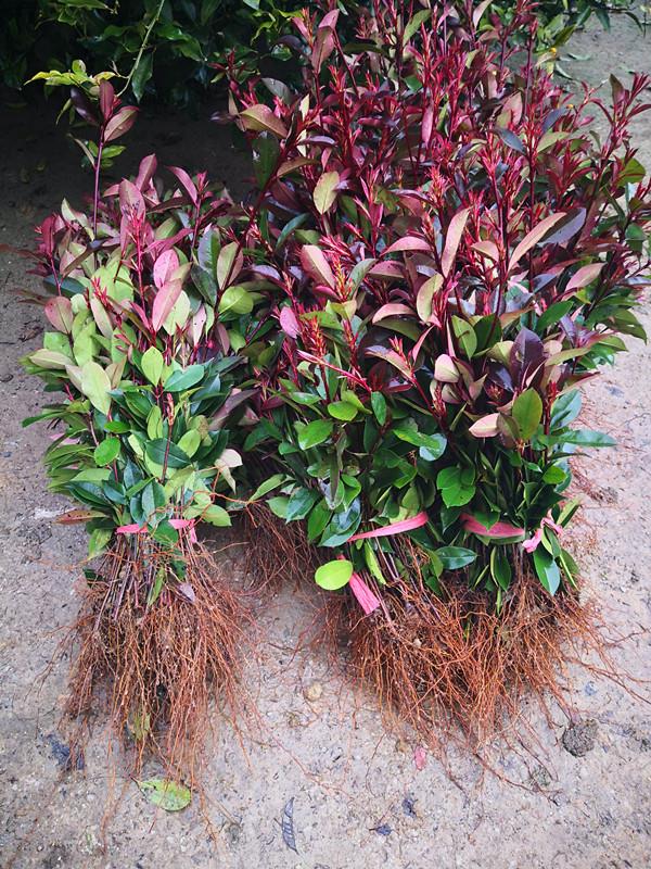 战长沙红叶石楠树苗火焰红小苗球形耐寒四季常青绿化带篱笆围墙庭院