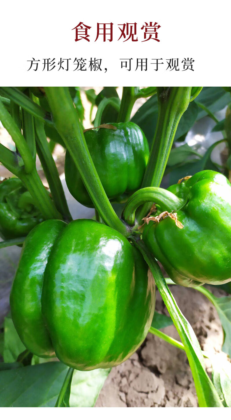 种籽孑苗青椒灯笼彩椒辣椒种植籽种南方秧苗四季盆栽蔬菜 青甜椒苗 6
