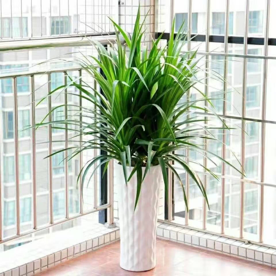 精选现发龙须树龙血树四季常青室内盆栽多头龙须绿植四季好养活耐干行