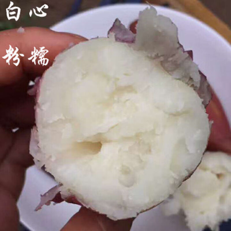 白玉蜜薯简介图片