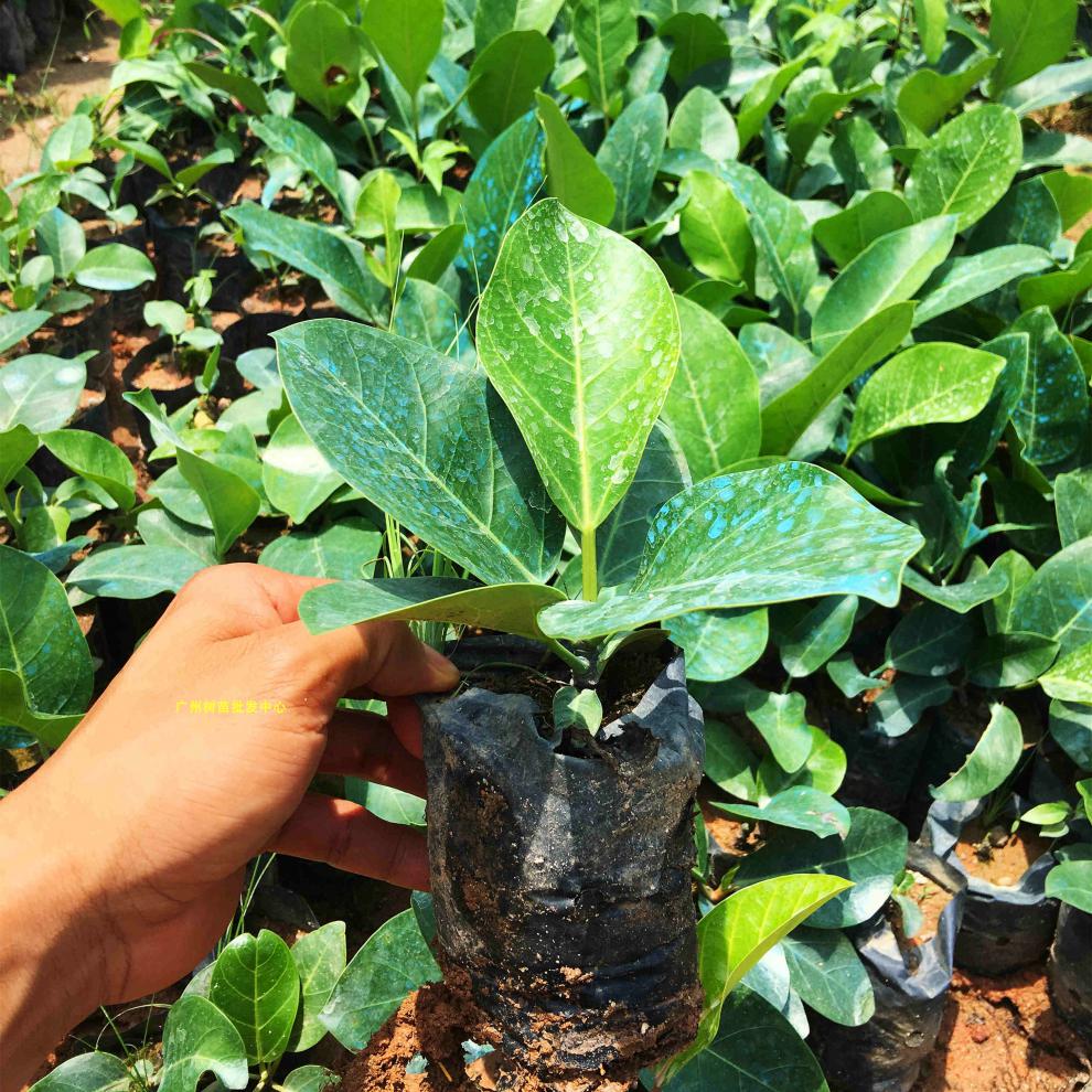 可附石植物庭院绿化高山榕树苗大叶榕树苗带土带叶 高度60-70厘米 含