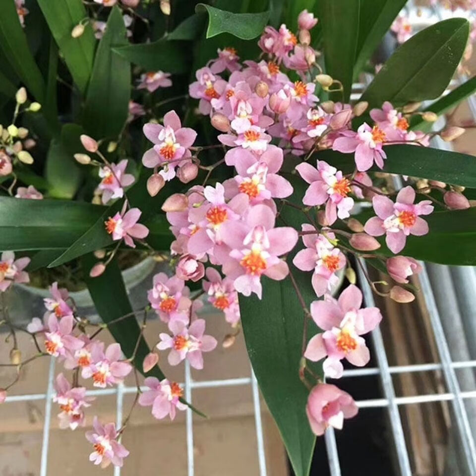 【精选现发】迷你香水文心兰梦香兰花盆栽浓香跳舞兰蜜糖室内 浓香 梦