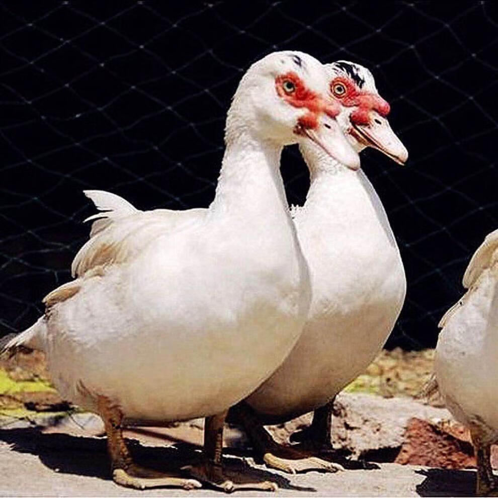 广东正宗散养番鸭现杀顺5斤带内脏广东省老身青头鹅