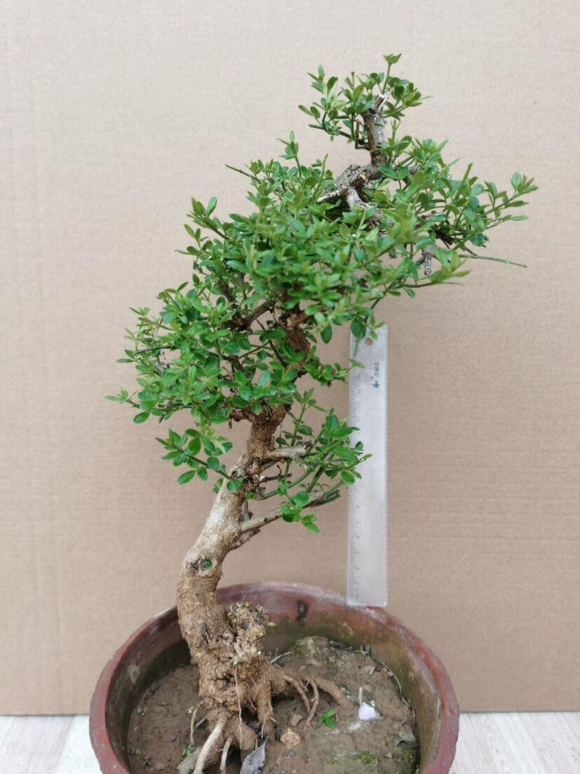 现货现发迎春花提根盆景造型粗桩老桩耐寒庭院绿化苗梅花长春花精品