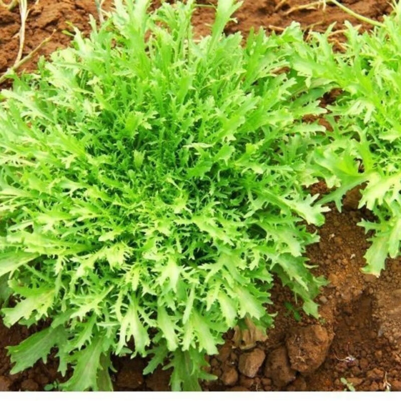 苦菊新鲜蔬菜生吃苦叶生菜新鲜沙拉菜细叶黄心苦苣菜生吃青菜两斤净重