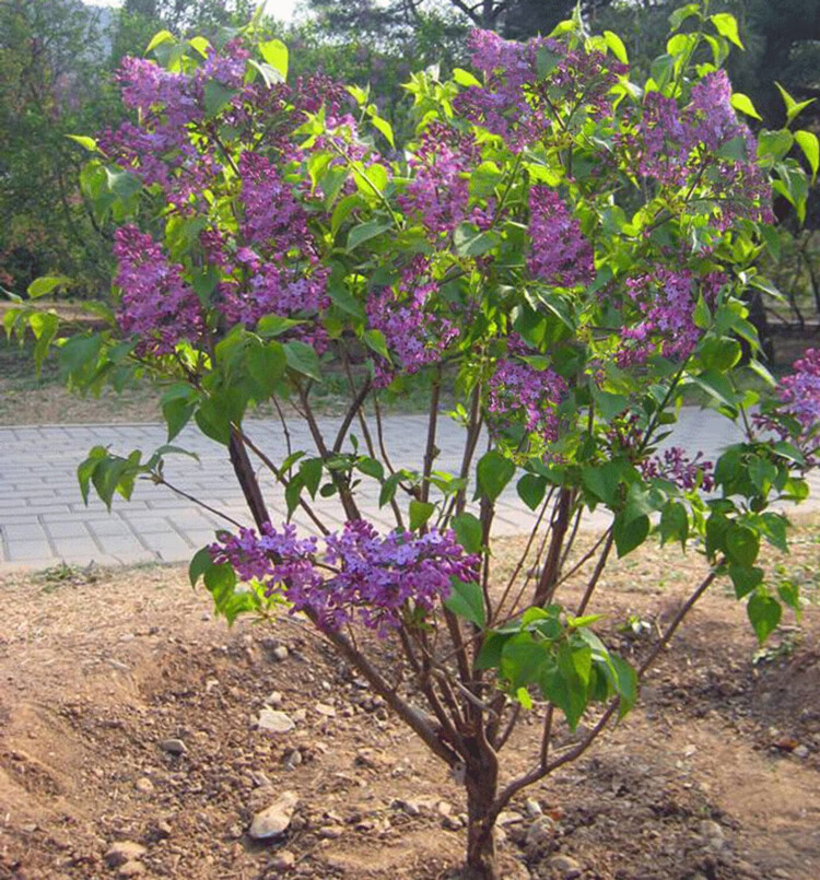花树苗紫丁香花庭院植物阳台四季开花浓香耐寒花卉丁香花盆栽虎雀紫色