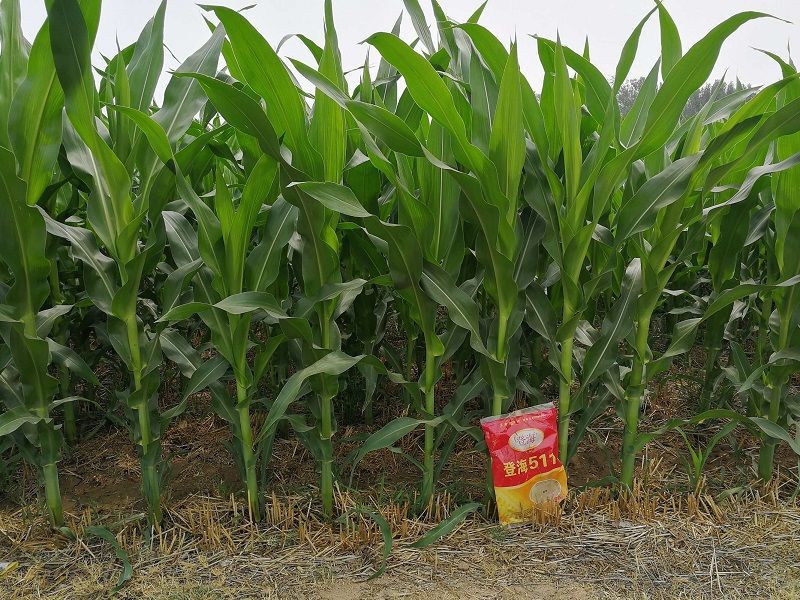 高产玉米种登海511玉米种杂交国审矮杆四川河南东北好品牌玉米种 高产