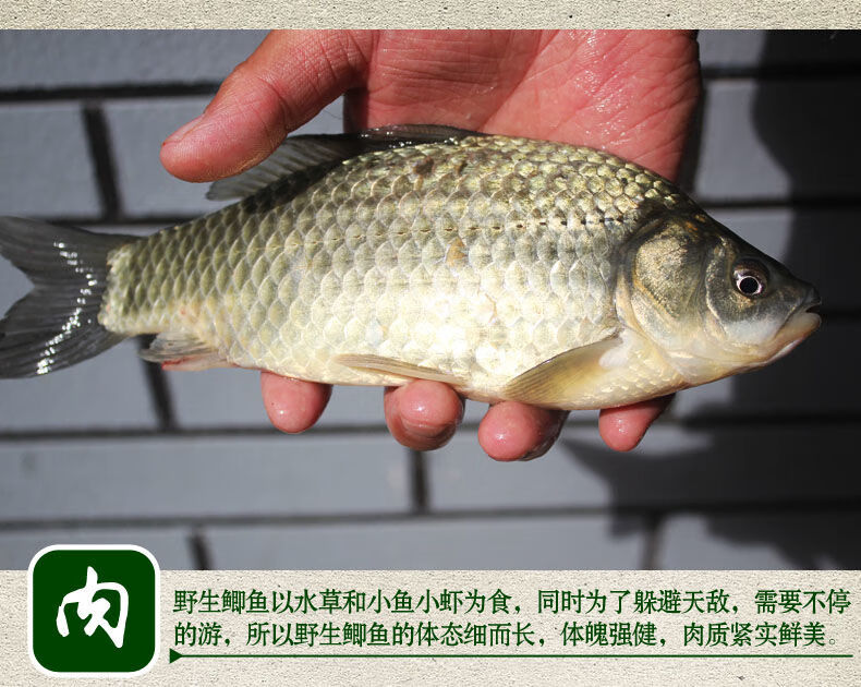 活鲫鱼新鲜鲫鱼活鱼现杀鲫鱼孕妇下奶炖汤大小鲫鱼一斤装大条每斤23条