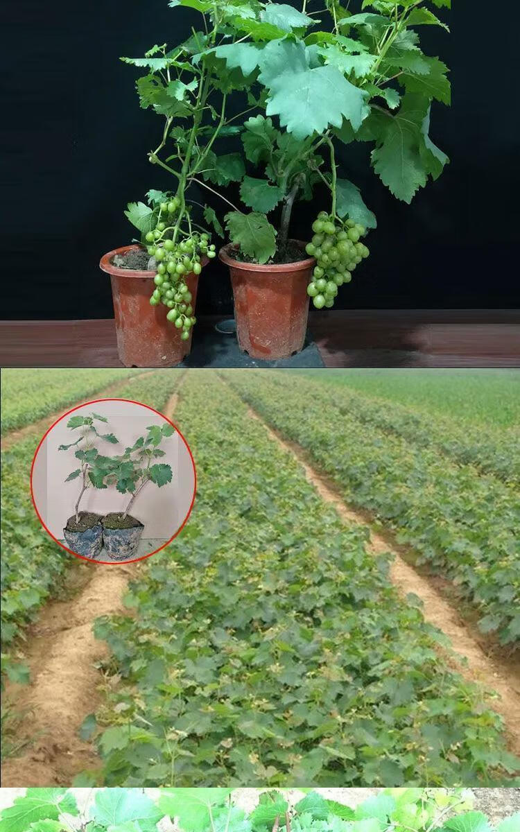 农资一树多果嫁接葡萄树苗四季盆栽不爬藤双季无架葡萄树种植当年结果
