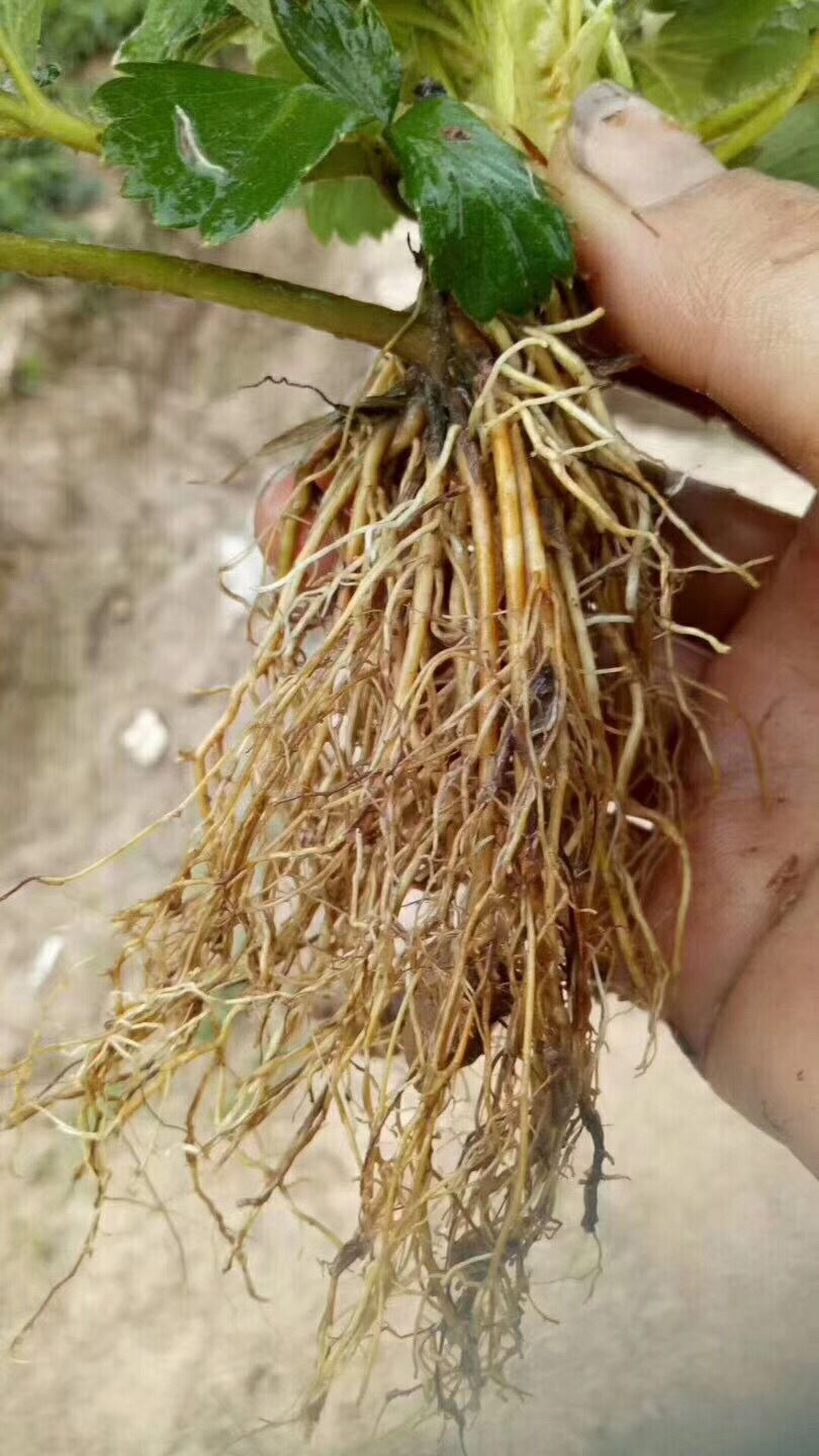 生根壮苗剂生根粉生根液移栽扦插果树花卉绿萝根强力发根剂碧娟生根