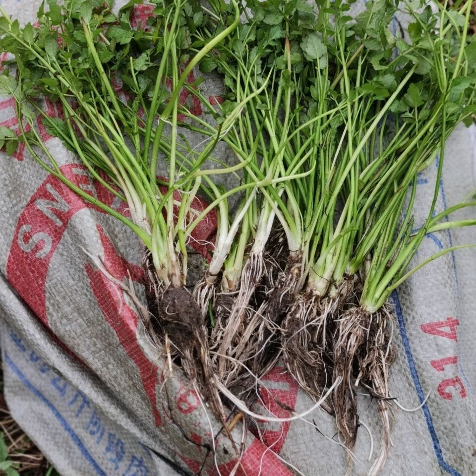 水生蔬菜苗子水芹菜苗野生水芹种苗四季移栽无土栽培蔬菜苗子 20苗