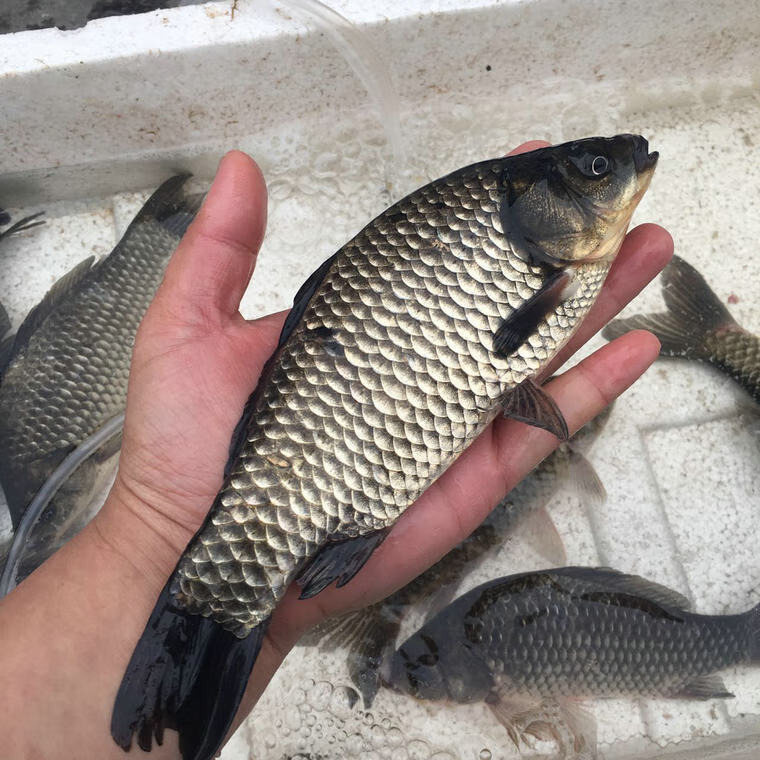 鲫鱼鲜活 新鲜淡水鱼 鲫鱼活体 苏北河道鲫鱼汤 5斤【图片 价格 品牌