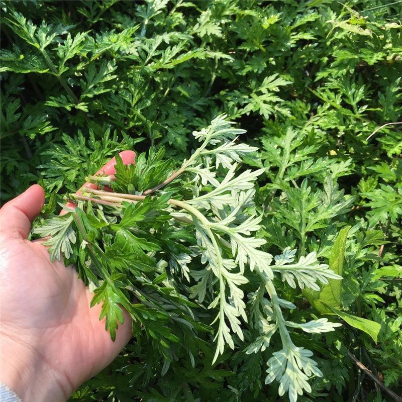 新鲜食用艾草叶野菜青团糍粑清明果现摘嫩艾叶蒿艾米