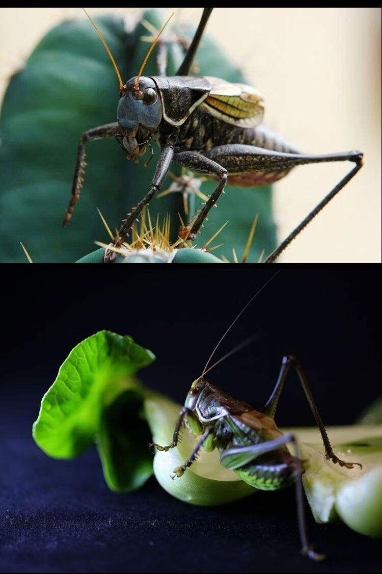蝈蝈活炮筒铁蝈蝈鸣虫蝈蝈活体大幼虫憨叫大肚子叫铁皮蝈蝈宠物 精选