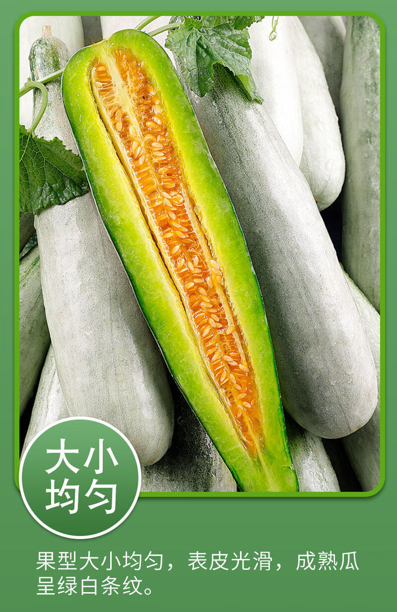 超甜正宗山东羊角蜜甜瓜脆甜现摘新鲜当季水果香瓜5斤装手工精选头茬
