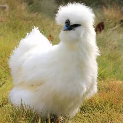 嘉瑰半斤纯种泰和乌鸡幼苗白凤乌鸡活体小鸡半大白乌鸡乌骨鸡脱温苗