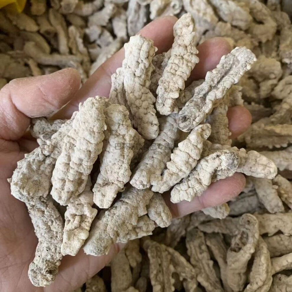 李锦记 黄玉参海参干货黄肉参仔小黄玉参酒店食材用料 特大号黄玉参