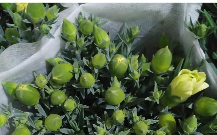 带花苞多头康乃馨盆栽大花四季开花室内好养鲜花植物花卉康乃馨苗