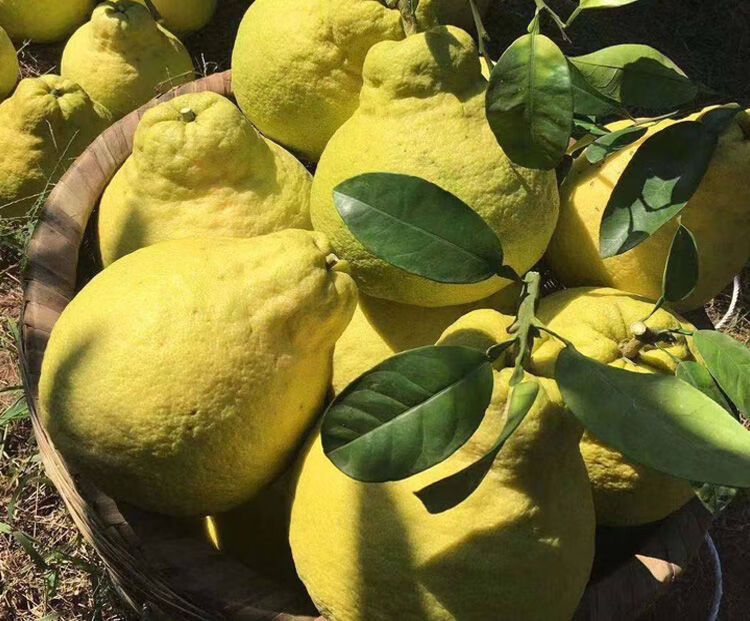 正宗四川泸州合江真龙柚新鲜柚子柑新鲜水果腾旺纳跃中大果4个装225斤