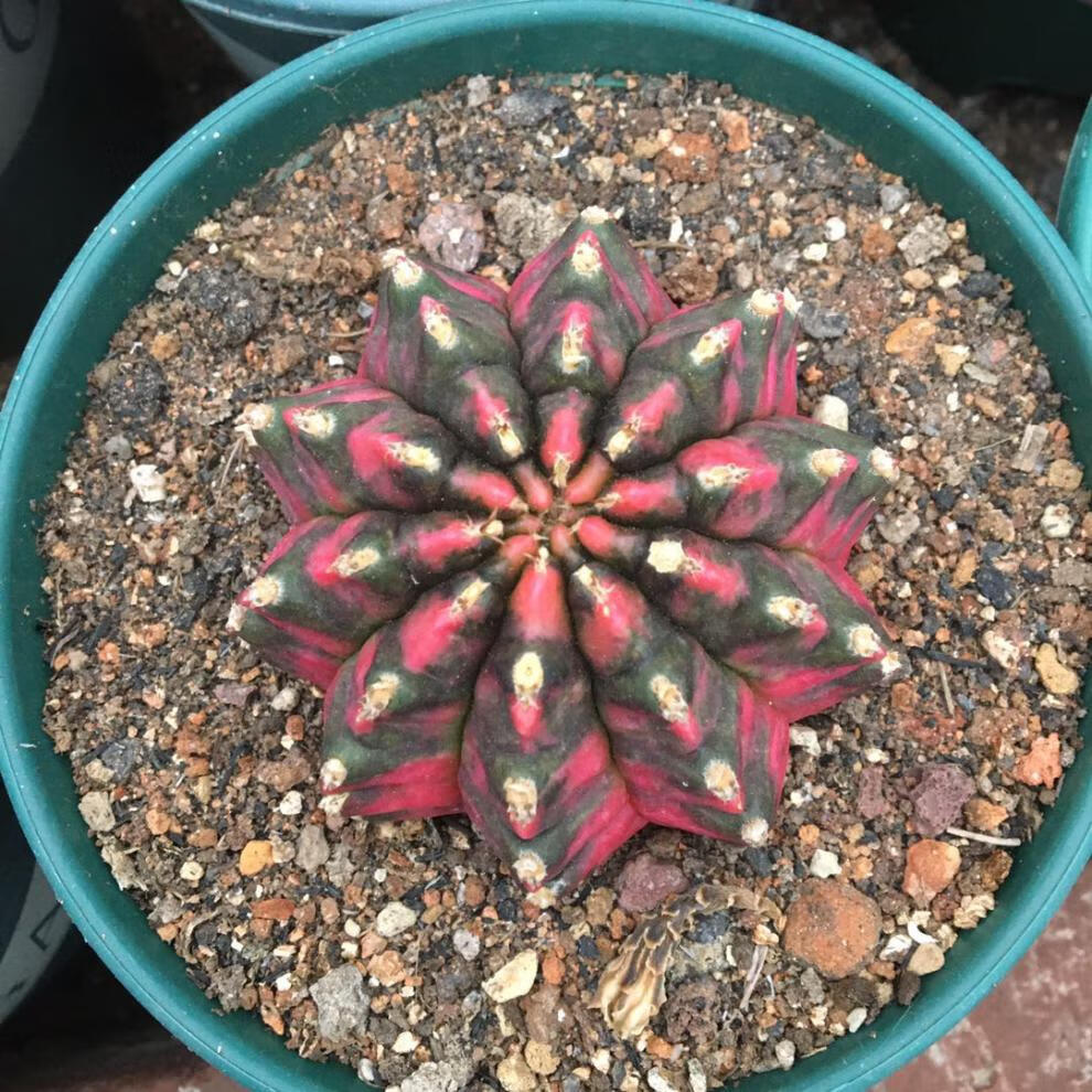 园艺超大稀有五彩光辉绯牡丹锦仙人球一物一拍实生阳台桌面 牡丹玉4-5