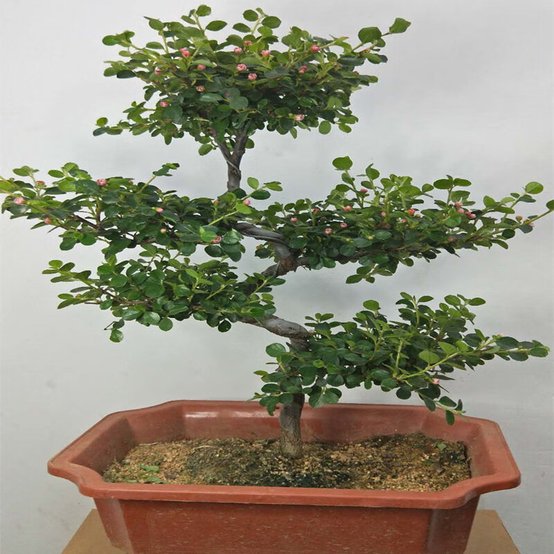 咯咪左漫源珍珠梅盆景花卉珍珠梅平枝栒子盆栽花带花盆景植物 珍珠梅s