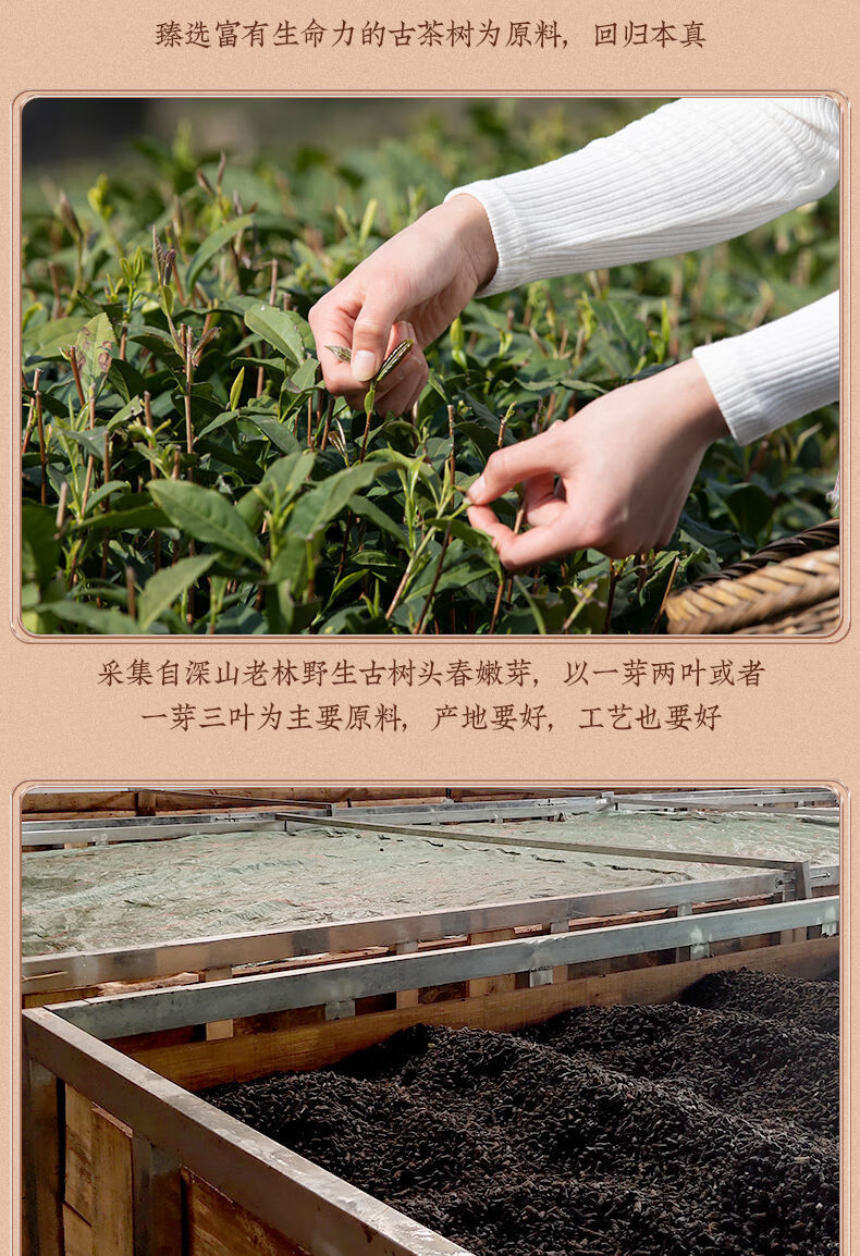 云南古树茶化石普洱熟茶十年茉莉花香碎银子特级茶叶料老茶头礼盒茉莉